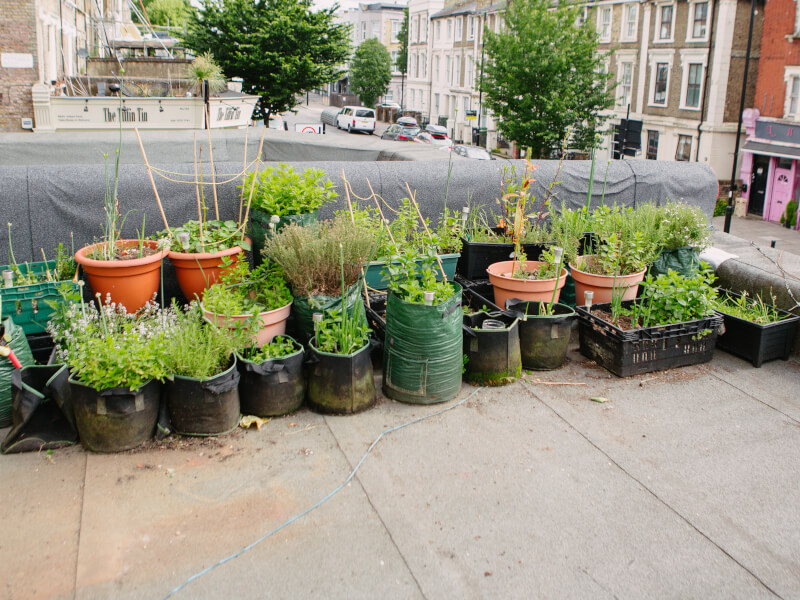 Outdoor garden filled with different herbs and plants